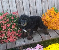 Otto, a male Poodle - Toy  for sale in Portland, TN – 4 of 4