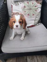 Copper, a male Cavalier King Charles Spaniel for sale in Portland, TN – 5 of 5
