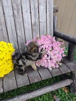 Aubrey, a female Pomapoo for sale in Portland, TN – 2 of 6