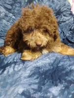 Carter, a male Schnoodle for sale in Portland, TN – 2 of 3