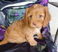 Annie, a female Cavapoo for sale in Portland, TN – 3 of 3