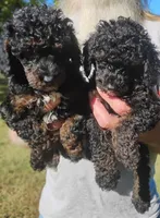 Benji, a male Poodle - Toy  for sale in Portland, TN – 5 of 6