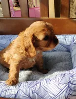 Rusty, a male Cavalier King Charles Spaniel for sale in Portland, TN – Photo 6 of 7