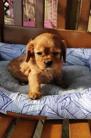 Rusty, a male Cavalier King Charles Spaniel for sale in Portland, TN – Photo 7 of 7