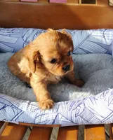 Rusty, a male Cavalier King Charles Spaniel for sale in Portland, TN – Photo 3 of 7