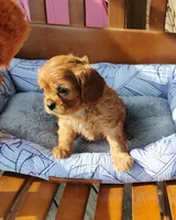 Rusty, a male Cavalier King Charles Spaniel for sale in Portland, TN – Photo 4 of 7