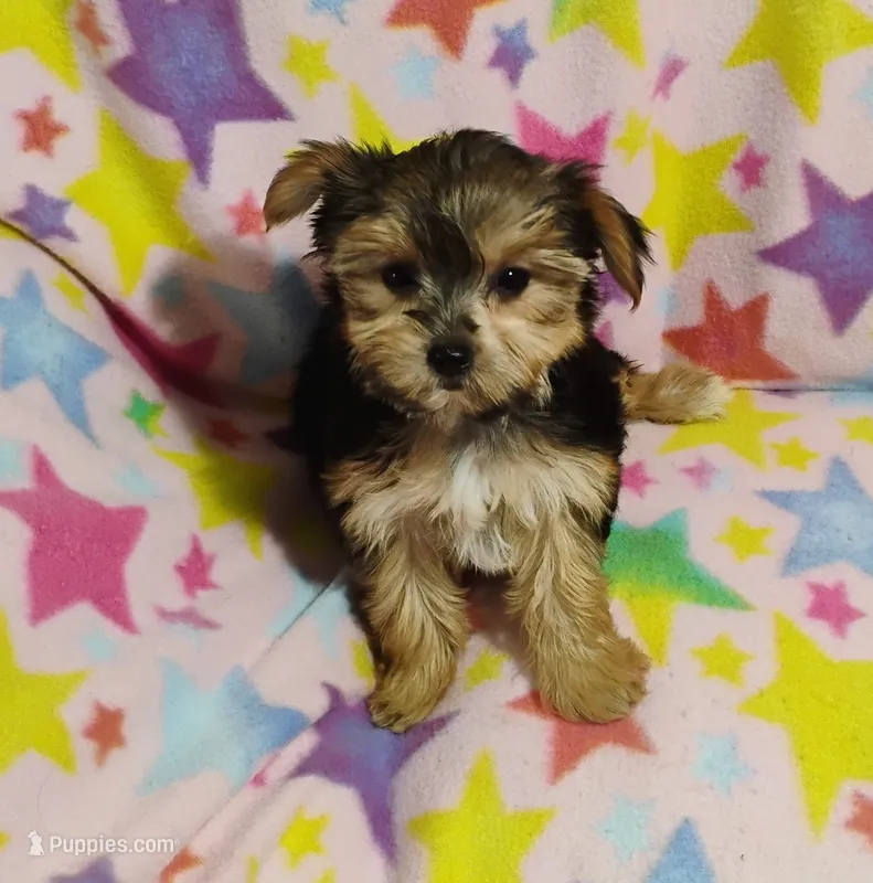 Minnie – Yorkshire Terrier puppy for sale in Portland, TN