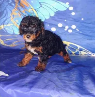 Lil' Zeus , a male Poodle - Toy  for sale in Portland, TN – 3 of 4