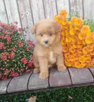 Cooter, a male Pomapoo for sale in Portland, TN – 1 of 6