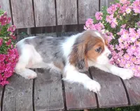 Gabrielle , a female Cavalier King Charles Spaniel for sale in Portland, TN – 3 of 5