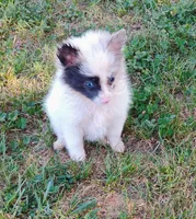 Teacup Ophelia , a female Pomeranian for sale in Portland, TN – 6 of 7
