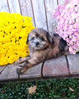 Aubrey, a female Pomapoo for sale in Portland, TN – 2 of 6