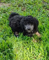Joey, a male Schnoodle for sale in Portland, TN – 4 of 4