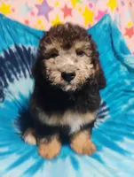 Joey, a male Schnoodle for sale in Portland, TN – 4 of 6