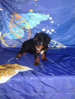 Lil' Zeus , a male Poodle - Toy  for sale in Portland, TN – 4 of 4