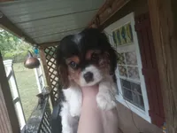 Libby , a female Cavalier King Charles Spaniel for sale in Portland, TN – 3 of 4