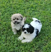 Princess, a female Bichon Frise and Shih Tzu for sale in Portland, TN – 5 of 5