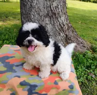 Princess, a female Bichon Frise and Shih Tzu for sale in Portland, TN – 6 of 6