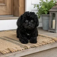 Kiki, a male Aussiedoodle for sale in Portland, TN – 3 of 4