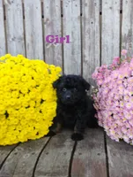 Mya, a female Pomapoo for sale in Portland, TN – 3 of 3