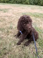 Daisy, a female Goldendoodle for sale in Meredith, NH – 3 of 4