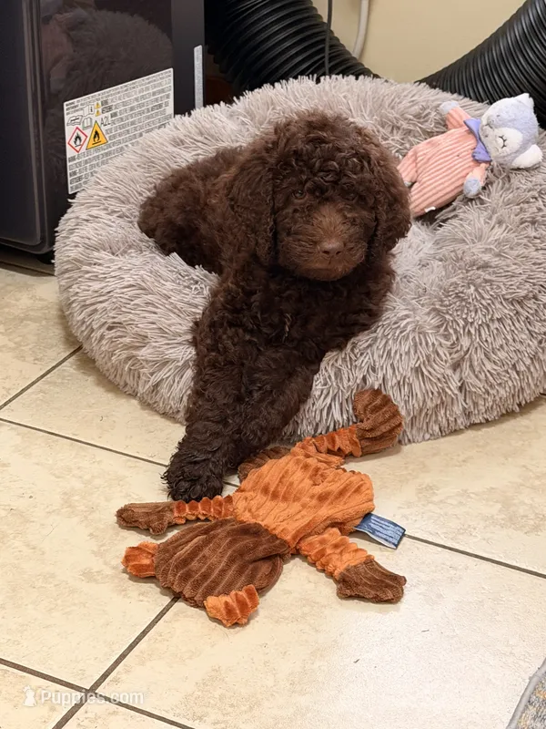 Daisy – Goldendoodle puppy for sale in Meredith, NH