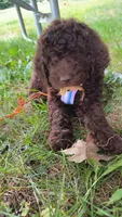 Daisy, a female Goldendoodle for sale in Meredith, NH – 2 of 4