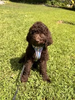 Daisy, a female Goldendoodle for sale in Meredith, NH – 4 of 4