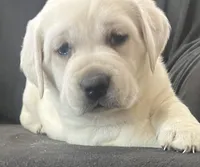 Rose, a female Labrador Retriever for sale in Lafayette, IN – Photo 1 of 5