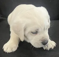 Rose, a female Labrador Retriever for sale in Lafayette, IN – Photo 5 of 5