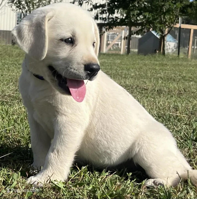Duke – Labrador Retriever puppy for sale in Lafayette, IN