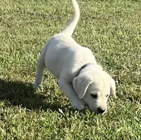 Duke, a male Labrador Retriever for sale in Lafayette, IN – 2 of 7