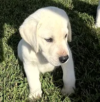 Bear, a male Labrador Retriever for sale in Lafayette, IN – 3 of 6