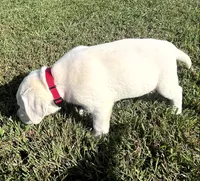 Sport, a male Labrador Retriever for sale in Lafayette, IN – 2 of 6