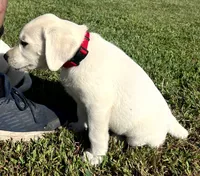 Sport, a male Labrador Retriever for sale in Lafayette, IN – 6 of 6