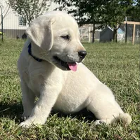 Duke, a male Labrador Retriever for sale in Lafayette, IN – 7 of 7