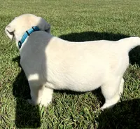 Marshmellow Light blue Collar, a female Labrador Retriever for sale in Lafayette, IN – 6 of 9
