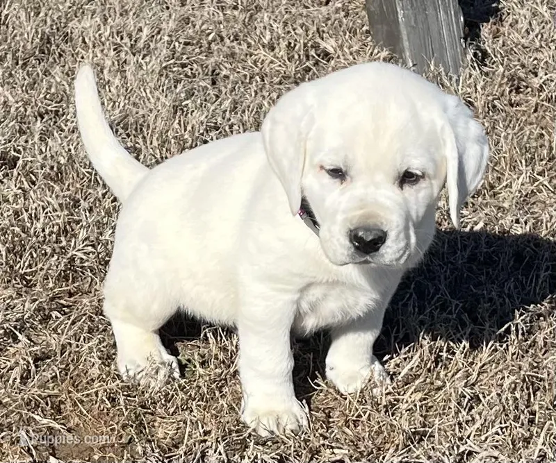 Sarge – Labrador Retriever puppy for sale in Lafayette, IN