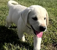 Bear, a male Labrador Retriever for sale in Lafayette, IN – 2 of 6