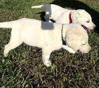 Bear, a male Labrador Retriever for sale in Lafayette, IN – 4 of 6
