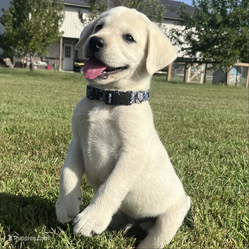 Sarge – Labrador Retriever puppy for sale in Lafayette, IN
