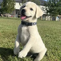 Sarge, a male Labrador Retriever for sale in Lafayette, IN – 1 of 6