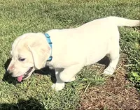 Marshmellow Light blue Collar, a female Labrador Retriever for sale in Lafayette, IN – 7 of 9