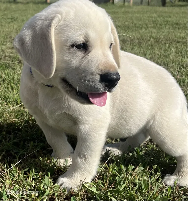 Sarge – Labrador Retriever puppy for sale in Lafayette, IN