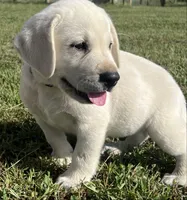 Sarge, a male Labrador Retriever for sale in Lafayette, IN – 4 of 6