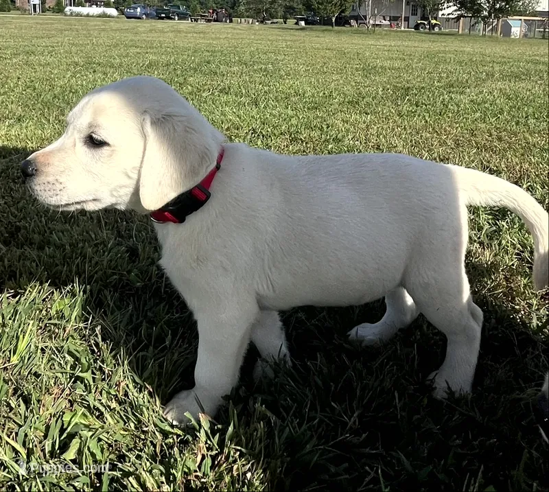 Sport – Labrador Retriever puppy for sale in Lafayette, IN