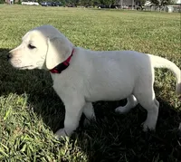 Sport, a male Labrador Retriever for sale in Lafayette, IN – 5 of 6