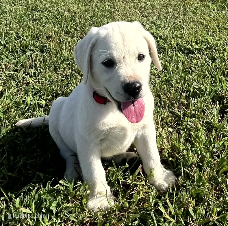 Sport – Labrador Retriever puppy for sale in Lafayette, IN