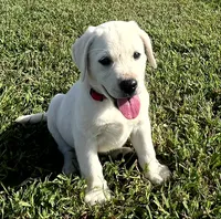 Sport, a male Labrador Retriever for sale in Lafayette, IN – 4 of 6