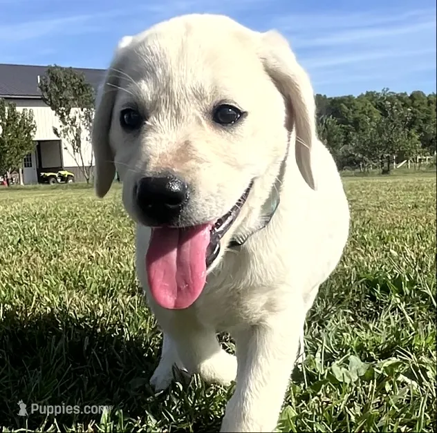 Marshmellow Light blue Collar – Labrador Retriever puppy for sale in Lafayette, IN